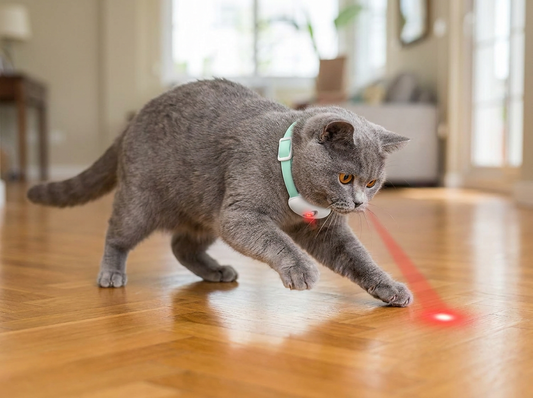 Interactive Laser Cat Collar lifestyle